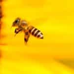 Gegen Bienenstiche helfen auch bewährte Hausmittel.