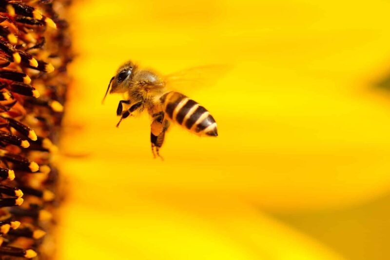 Gegen Bienenstiche helfen auch bewährte Hausmittel.