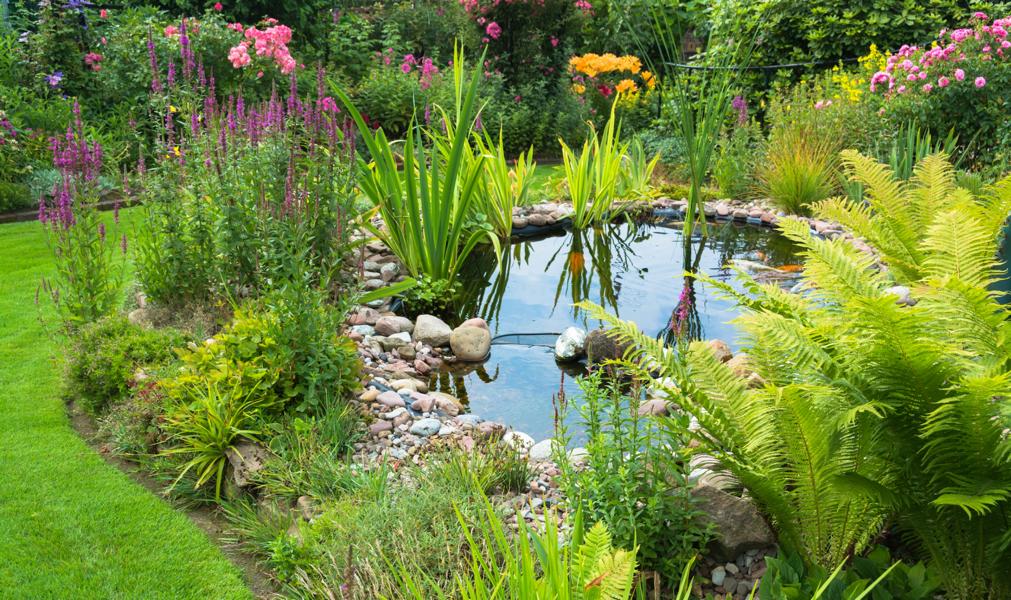 Teich im Garten anlegen