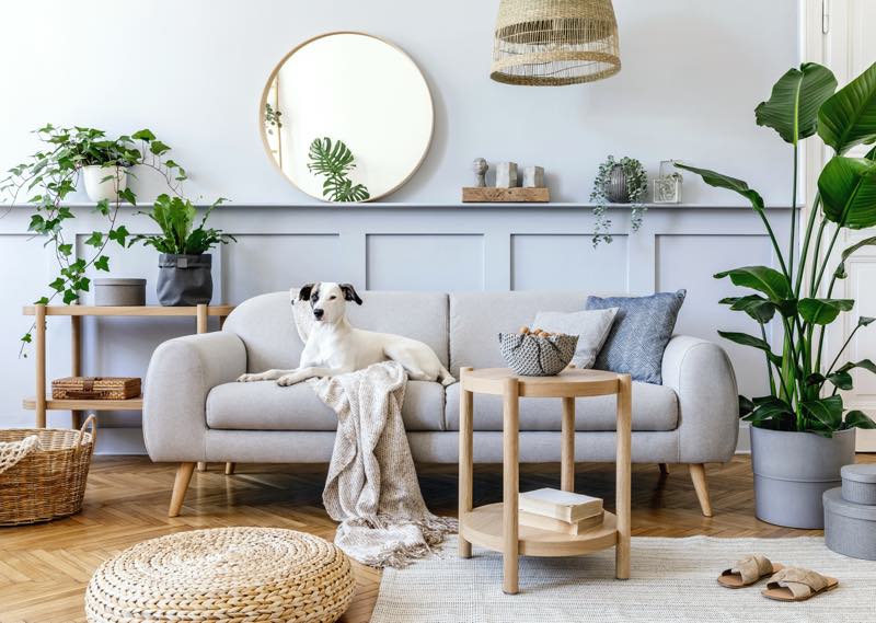 Wohnzimmer mit Hund und Spiegel
